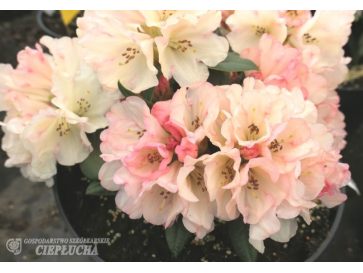 'Dodori' - różanecznik jakuszimański
Rhododendron yakushimanum 'Dodori'