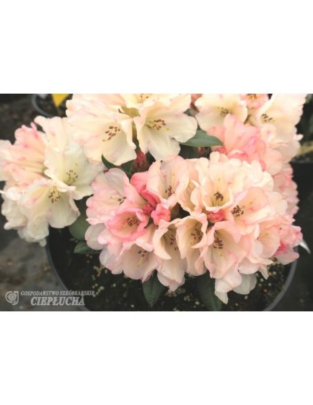 'Dodori' - różanecznik jakuszimański
Rhododendron yakushimanum 'Dodori'