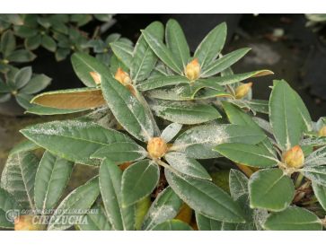 'Dodori' - różanecznik jakuszimański
Rhododendron yakushimanum 'Dodori' 2