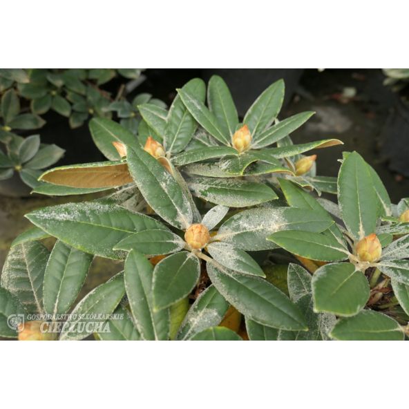'Dodori' - różanecznik jakuszimański
Rhododendron yakushimanum 'Dodori'