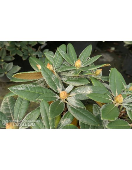 'Dodori' - różanecznik jakuszimański
Rhododendron yakushimanum 'Dodori'