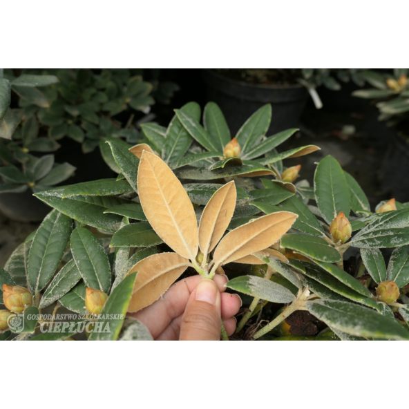 'Dodori' - różanecznik jakuszimański
Rhododendron yakushimanum 'Dodori'