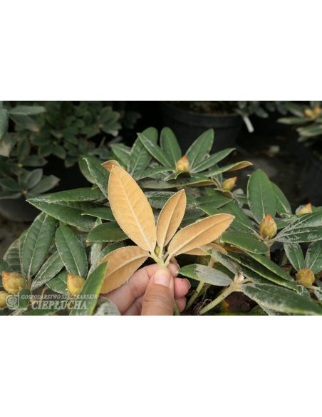 'Dodori' - różanecznik jakuszimański
Rhododendron yakushimanum 'Dodori'