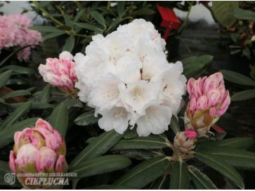 Różanecznik Edelweiss