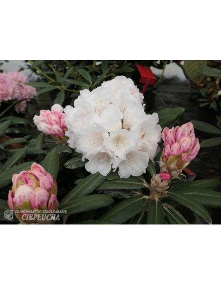 Różanecznik Edelweiss