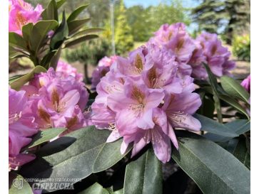 'Tomasz Wojciech' - różanecznik wielkokwiatowy
Rhododendron hybridum 'Tomasz Wojciech'