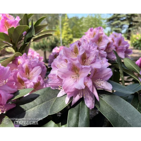 'Tomasz Wojciech' - różanecznik wielkokwiatowy
Rhododendron hybridum 'Tomasz Wojciech'