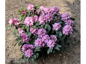 'Tomasz Wojciech' - różanecznik wielkokwiatowy
Rhododendron hybridum 'Tomasz Wojciech' 2