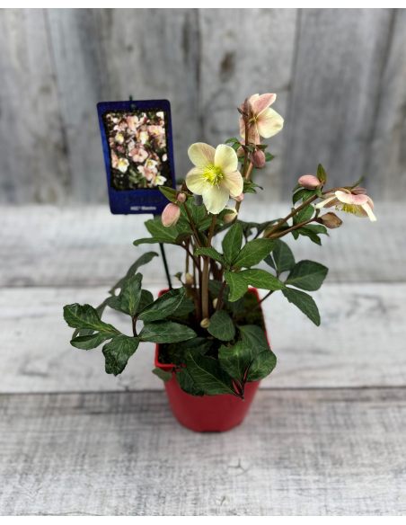 Ciemiernik Ballard 'Coseh 890' HGC MAESTRO