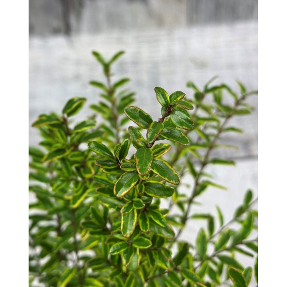 'Lemon Beauty' - suchodrzew lśniący
suchodrzew lśniący - 'Lemon Beauty'