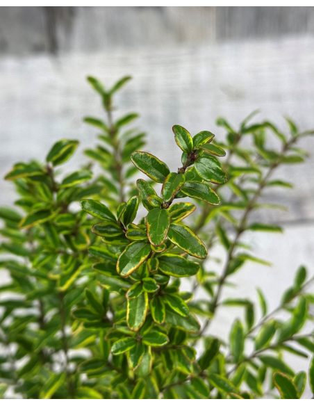 'Lemon Beauty' - suchodrzew lśniący
suchodrzew lśniący - 'Lemon Beauty'