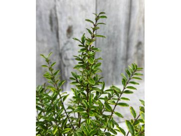 'Lemon Beauty' - suchodrzew lśniący
suchodrzew lśniący - 'Lemon Beauty' 2