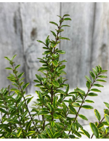 'Lemon Beauty' - suchodrzew lśniący
suchodrzew lśniący - 'Lemon Beauty'