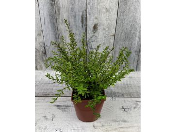 'Lemon Beauty' - suchodrzew lśniący
suchodrzew lśniący - 'Lemon Beauty'