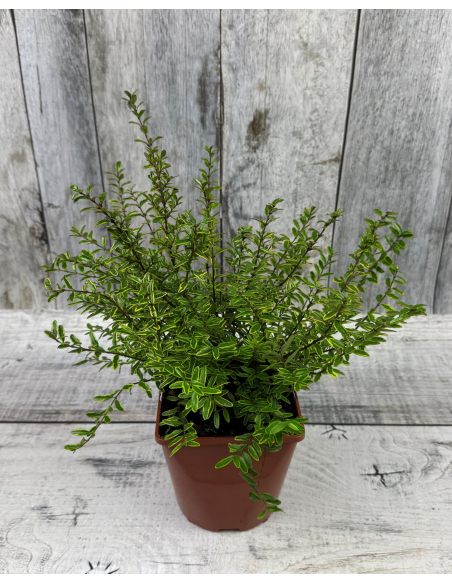 'Lemon Beauty' - suchodrzew lśniący
suchodrzew lśniący - 'Lemon Beauty'