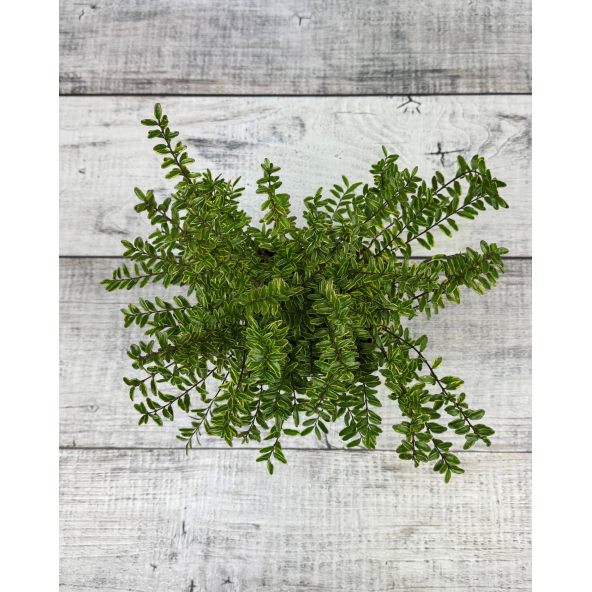 'Lemon Beauty' - suchodrzew lśniący
suchodrzew lśniący - 'Lemon Beauty'