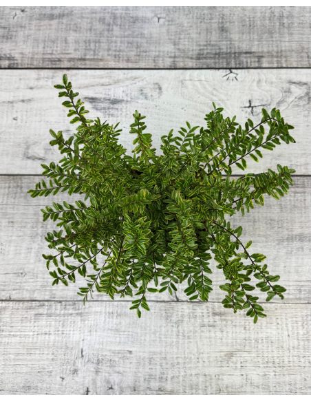 'Lemon Beauty' - suchodrzew lśniący
suchodrzew lśniący - 'Lemon Beauty'