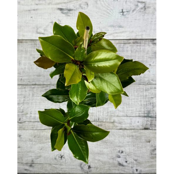 'Little Gem' - magnolia wielkokwiatowa
Magnolia grandiflora - 'Little Gem'