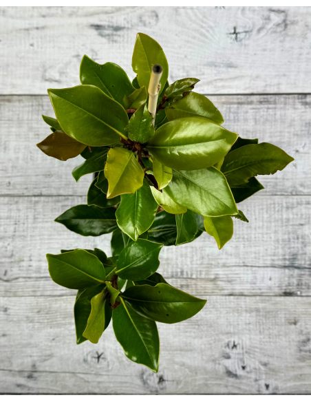 'Little Gem' - magnolia wielkokwiatowa
Magnolia grandiflora - 'Little Gem'