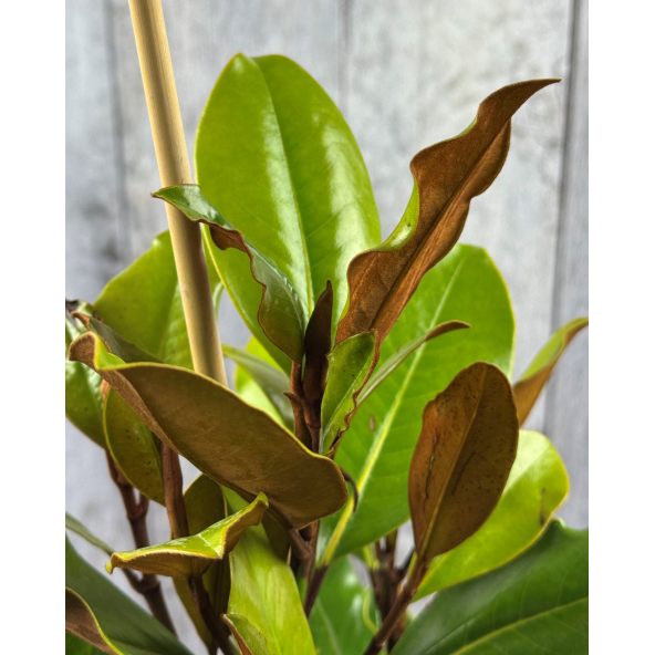 'Little Gem' - magnolia wielkokwiatowa
Magnolia grandiflora - 'Little Gem'