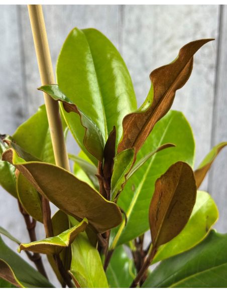 'Little Gem' - magnolia wielkokwiatowa
Magnolia grandiflora - 'Little Gem'