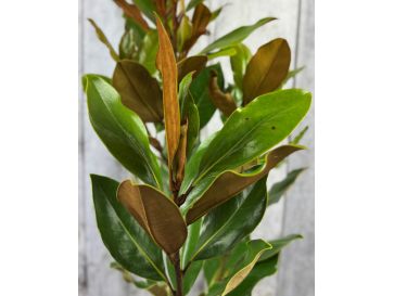 'Little Gem' - magnolia wielkokwiatowa
Magnolia grandiflora - 'Little Gem' 2