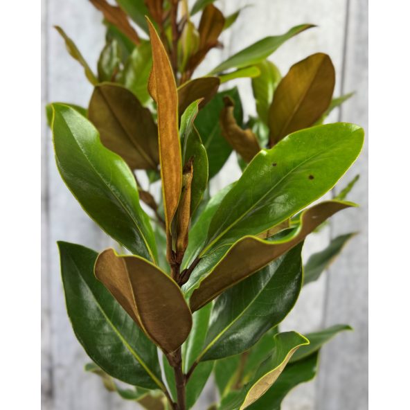 'Little Gem' - magnolia wielkokwiatowa
Magnolia grandiflora - 'Little Gem'