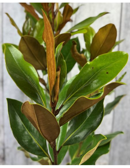 'Little Gem' - magnolia wielkokwiatowa
Magnolia grandiflora - 'Little Gem'