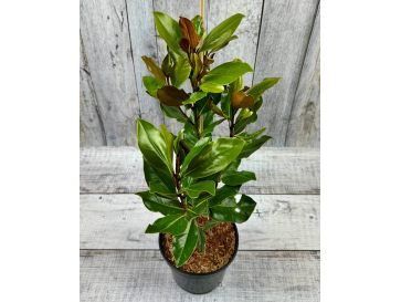 'Little Gem' - magnolia wielkokwiatowa
Magnolia grandiflora - 'Little Gem'