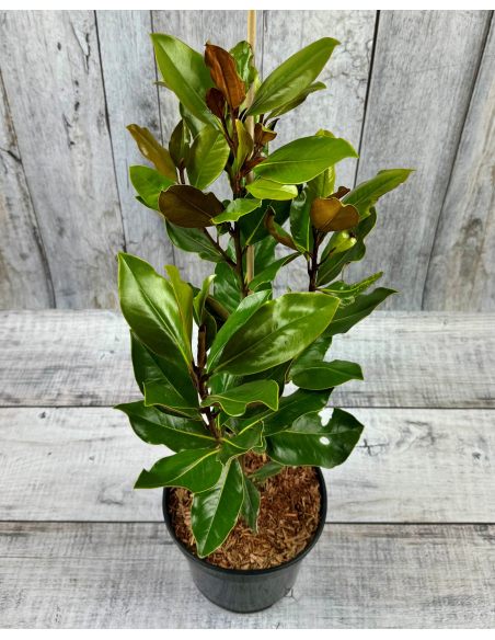 'Little Gem' - magnolia wielkokwiatowa
Magnolia grandiflora - 'Little Gem'