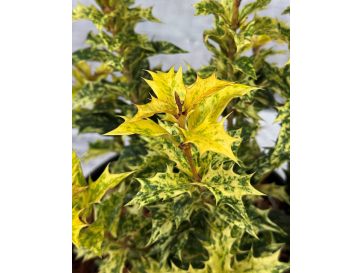 'Goshiki' - osmantus kolczasty
Osmanthus heterophyllus - 'Goshiki' 2