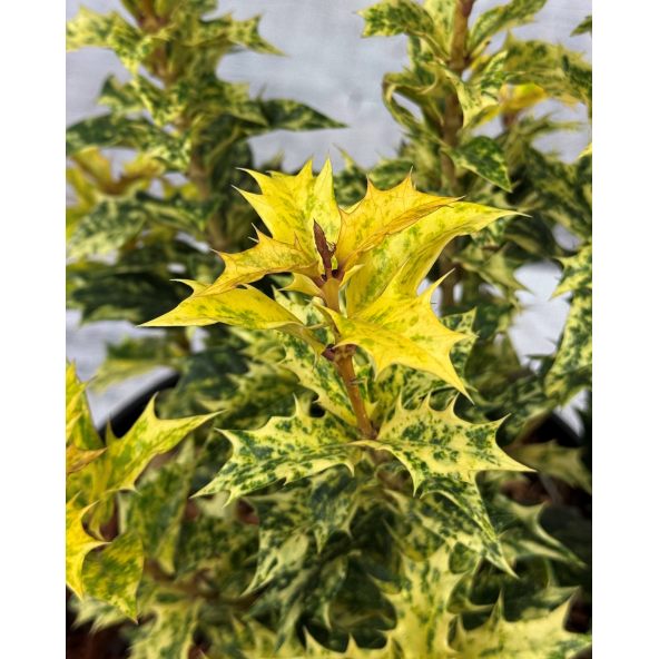 'Goshiki' - osmantus kolczasty
Osmanthus heterophyllus - 'Goshiki'