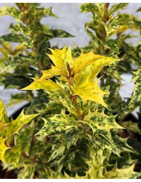 'Goshiki' - osmantus kolczasty
Osmanthus heterophyllus - 'Goshiki'