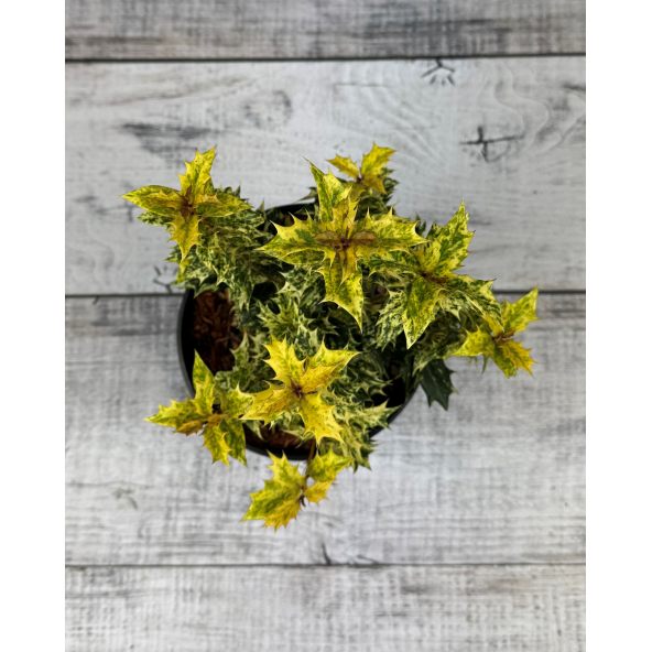 'Goshiki' - osmantus kolczasty
Osmanthus heterophyllus - 'Goshiki'