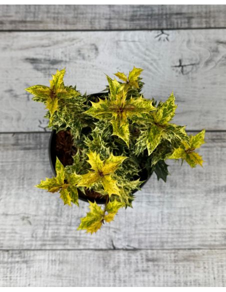 'Goshiki' - osmantus kolczasty
Osmanthus heterophyllus - 'Goshiki'