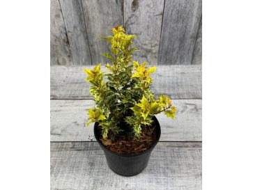 'Goshiki' - osmantus kolczasty
Osmanthus heterophyllus - 'Goshiki'