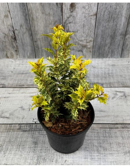 'Goshiki' - osmantus kolczasty
Osmanthus heterophyllus - 'Goshiki'