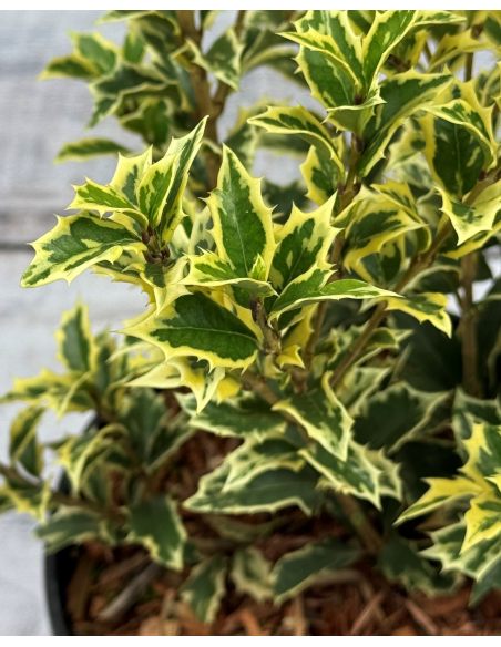 'Variegatus' - osmantus kolczasty
Osmanthus heterophyllus - 'Variegatus'