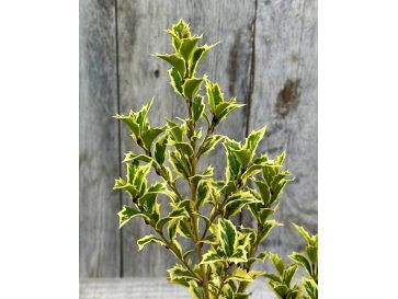 'Variegatus' - osmantus kolczasty
Osmanthus heterophyllus - 'Variegatus' 2