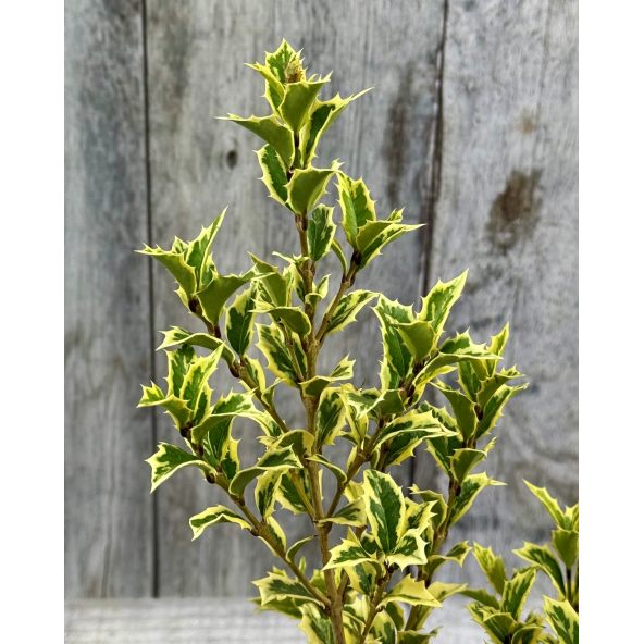 'Variegatus' - osmantus kolczasty
Osmanthus heterophyllus - 'Variegatus'