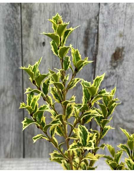 'Variegatus' - osmantus kolczasty
Osmanthus heterophyllus - 'Variegatus'