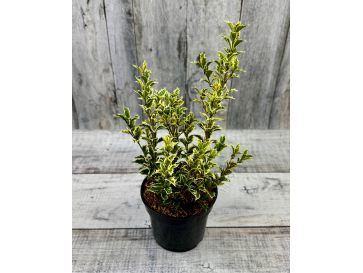 'Variegatus' - osmantus kolczasty
Osmanthus heterophyllus - 'Variegatus'