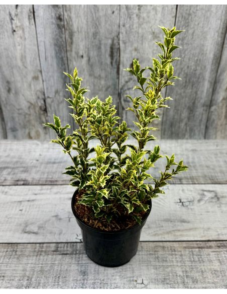 'Variegatus' - osmantus kolczasty
Osmanthus heterophyllus - 'Variegatus'