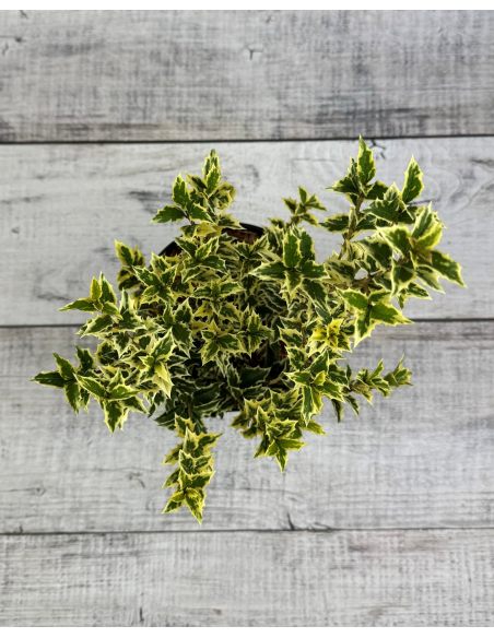 'Variegatus' - osmantus kolczasty
Osmanthus heterophyllus - 'Variegatus'