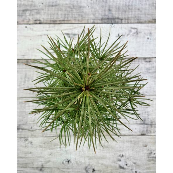 Sciadopitys verticillata - sośnica japońska
pojemnik 5L