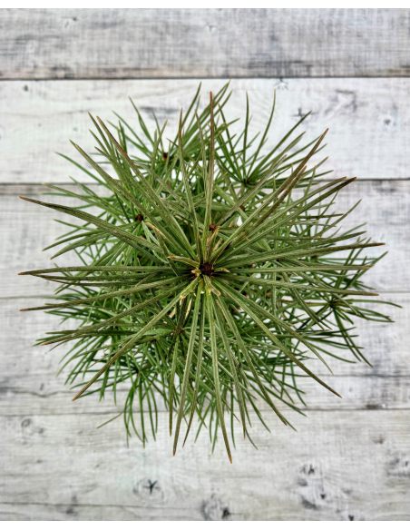 Sciadopitys verticillata - sośnica japońska
pojemnik 5L