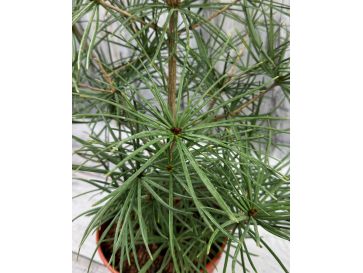 Sciadopitys verticillata - sośnica japońska
pojemnik 5L 2