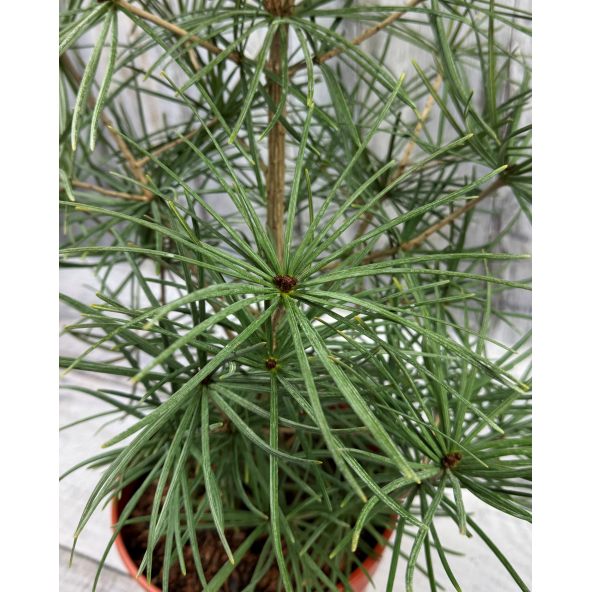 Sciadopitys verticillata - sośnica japońska
pojemnik 5L