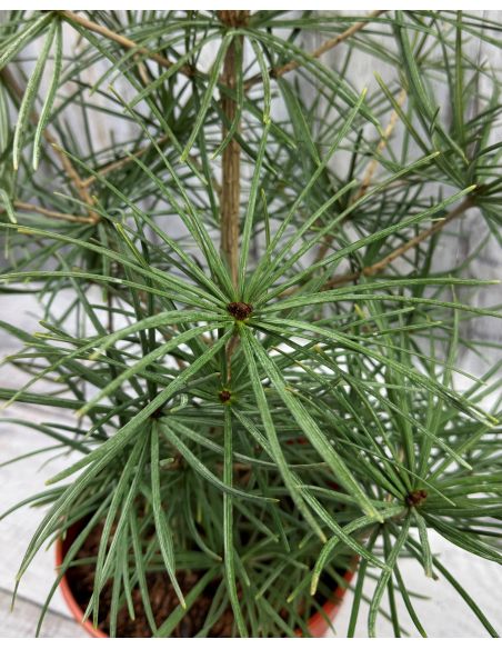 Sciadopitys verticillata - sośnica japońska
pojemnik 5L