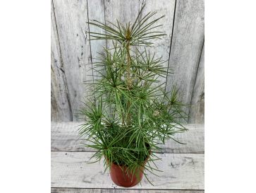Sciadopitys verticillata - sośnica japońska
pojemnik 5L